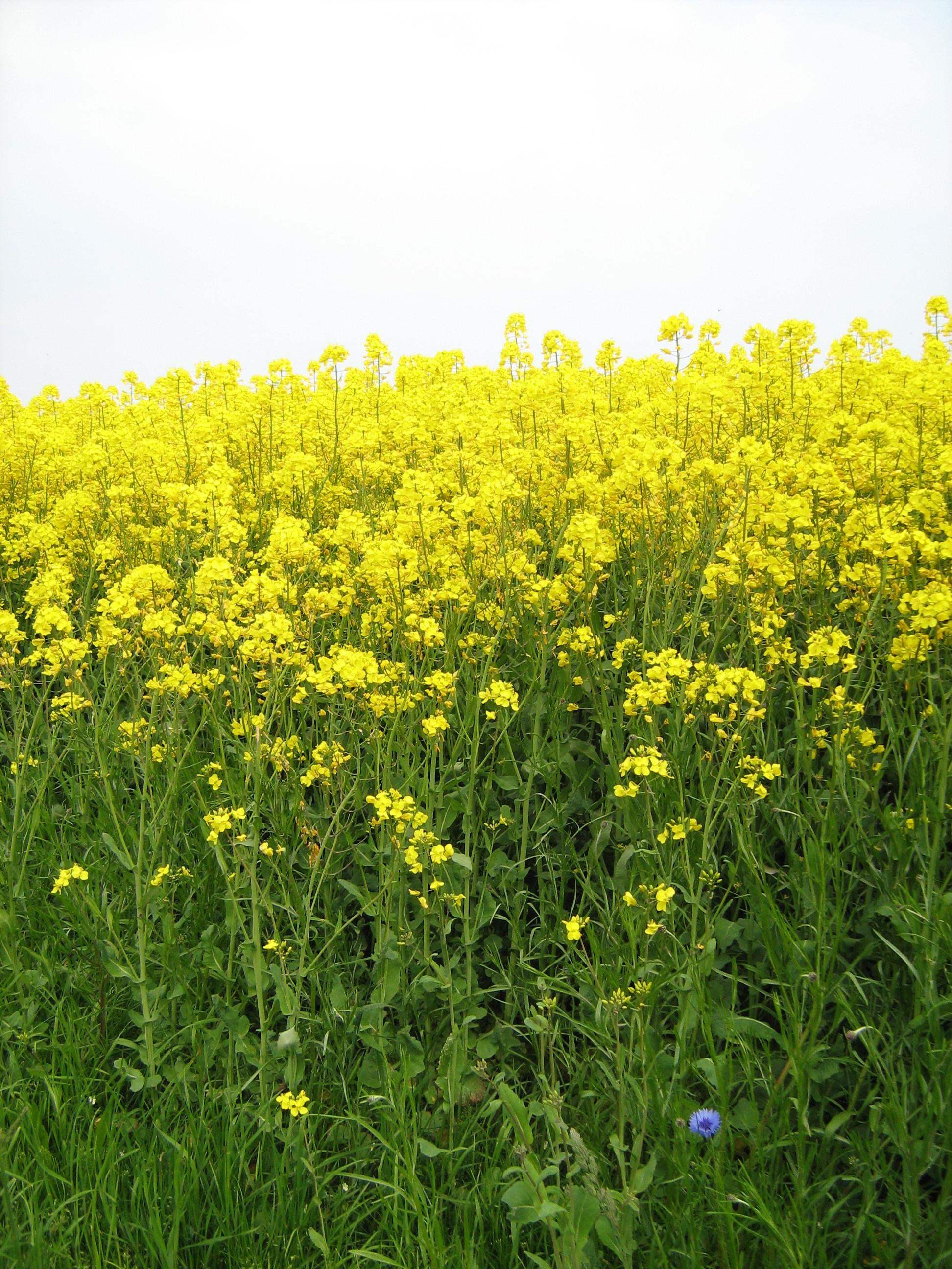 A Wish to the world of Social Media