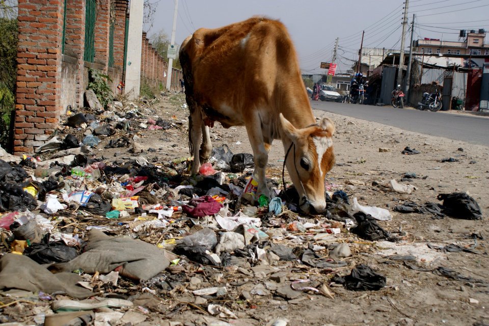 Stel je voor, je bent een koe uit Nepal